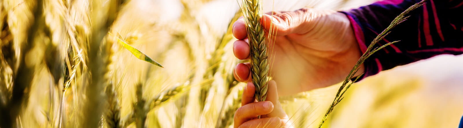 Trelleborg Supporto Business